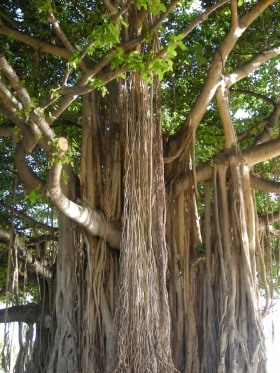 Local information in HONOLULU Oahu, Hawaii